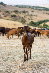 Goat Murciano-Granadina, in Spain, Andalusia