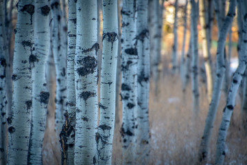 Birch Trees at Sunset