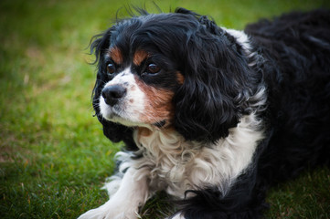 Cavalier King Charles Spaniel