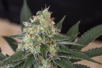 Marijuhana aus der Growbox