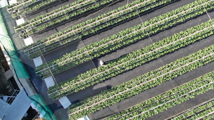 plants in a greenhouse