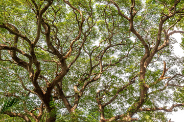 Fototapeta premium Branch and green leaf