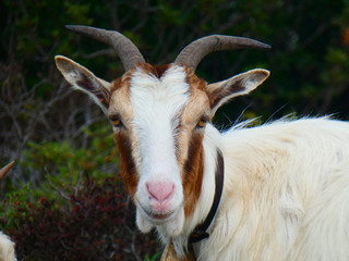 Capra