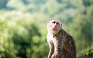 Fototapeta premium Little monkeys are sitting in front of friends and being taken with a zoom lens gives a beautiful background image.