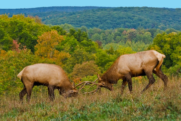 Fototapeta na wymiar Sparring Bull Elk – Photographed in Elk State Park, Elk County, Benezette, Pennsylvania
