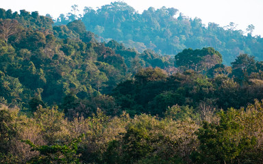 Trees and leaves are lighted by the morning sun, resulting in color combinations.