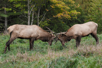 Naklejka na ściany i meble Sparring Bull Elk – Photographed in Elk State Park, Elk County, Benezette, Pennsylvania