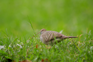 Bird in garden with blurred green leaves.
