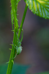 Grüne Spinne