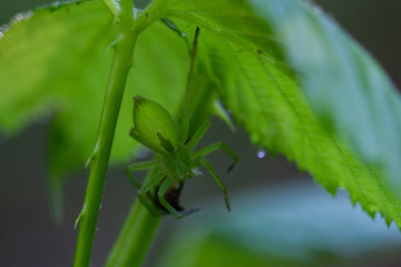 Grüne Spinne
