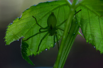 Grüne Spinne