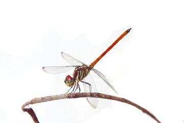 Asiatic Blood Tail dragonfly (Lathrecista asiatica asiatica) with big red eye on white background