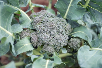 The green branching cabbage among leaves, in vegetable garden, close-up.