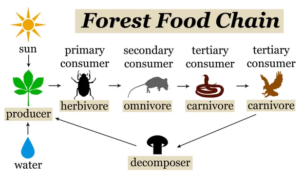 forest food chain Stock Illustration | Adobe Stock