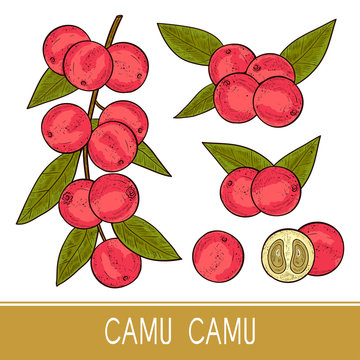 Camu camu. Branch, leaves, fruit, berry. Sketch. Set. Color. On a white background.