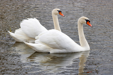 Couple of beautiful white swans swimming on the river surface