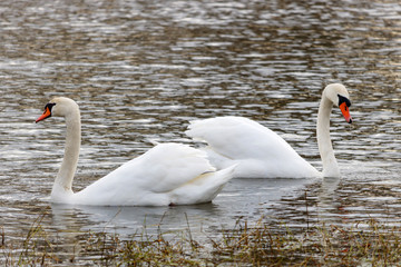 Two beautiful white swans swimming on the river surface