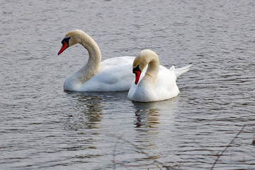 Two young white swans on the water surface