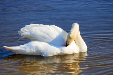 Beautiful white swan cleans feathers on the blue water surface