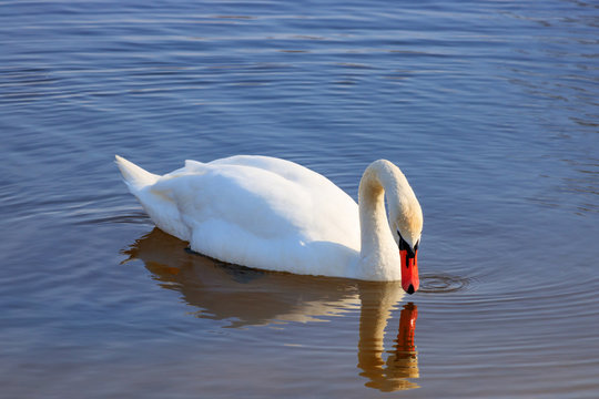 Beautiful white swan look at his reflection on the water surface