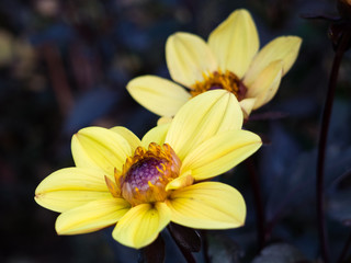 Beautiful bright yellow flowers with background. Summer flower.