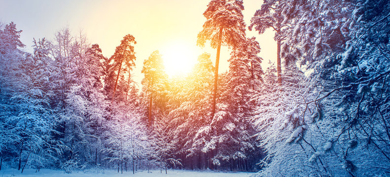 winter panorama landscape with forest, trees covered snow and sunrise.
