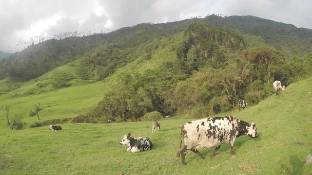 Kolumbien Cocora Valley Wachspalmen Nationalpark mit Nebelwald und Dschungel gefilmt mit Protune f&uuml;r gute Farbkorrigierung nachtr&auml;glich geeignet