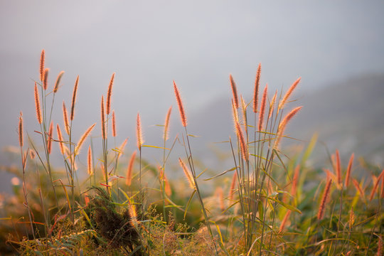 Pennisetum Setaceum grass flower on the moutain in the morning.