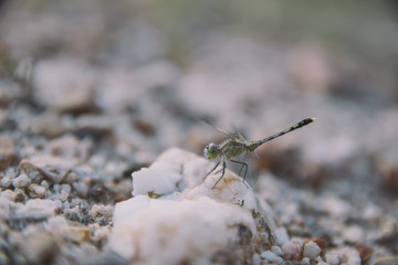 dragonfly