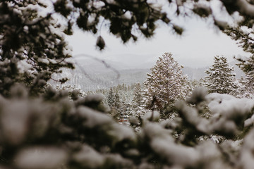 Beautiful Calm and Peaceful Frozen Cold Winter Season Snow in Breckenridge Colorado Landscape Scene of Fir Pine Trees in Outdoor Nature Forest Isolated by Mountains Landscape Background 