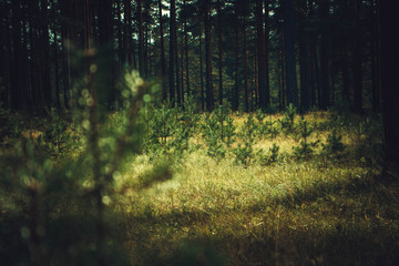 rays of sun in the forest