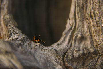 ants on tree
