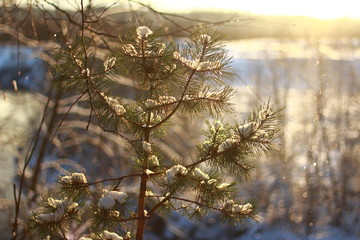 tree