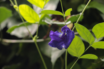 Butterfly pea at garden