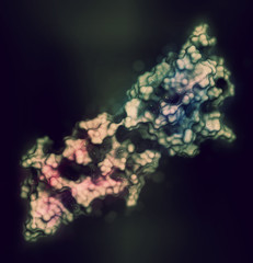 Programmed death-ligand 1 (PD-L1) protein. Produced by tumor to suppress the immune system. Blockers of the PD-L1 and PD-1 interaction are an important new anticancer drug class. 3D rendering.