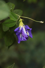 Butterfly pea at garden