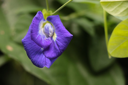 Butterfly pea at garden