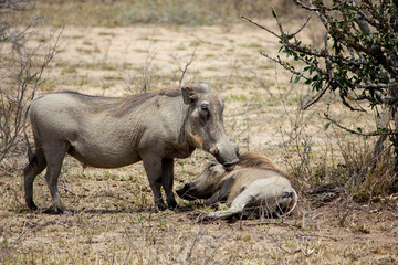 Fototapeta premium warzenschweine