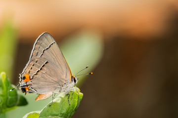 Gray Hairstreak (Strymon melinus)