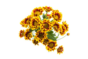 chrysanthemum isolated