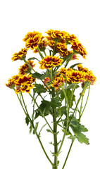 chrysanthemum isolated