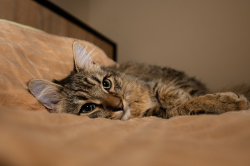 Mixed breed kitten five month lying on bed