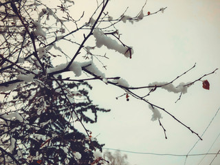 Sprig of a tree, leaves in the snow. Snow on the street of the city. The beginning of winter in...