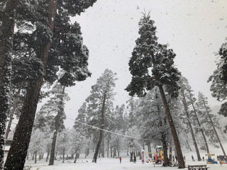 Snowfall. Children walk in the snow. Trees in the snow. Mountain ski resort Bakuriani