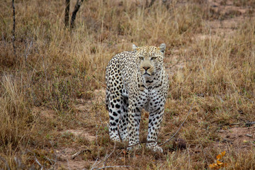Leopard steht