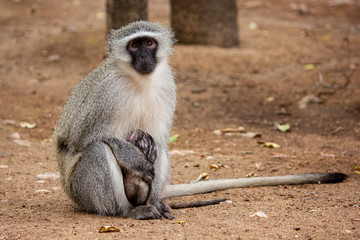 Grünmeerkatze mit Baby