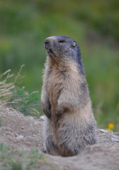 Retour du refuge du Carro vers le hameau de l'Ecot près de Bonneval-sur-Arc : une marmotte se dresse prête à donner l'alerte