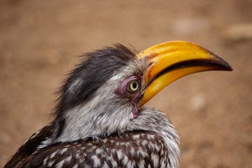 südlicher gelbschnabeltoko