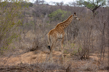 giraffe