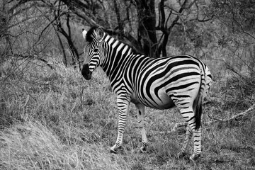 Fototapeta na wymiar Zebra schwaz weiß